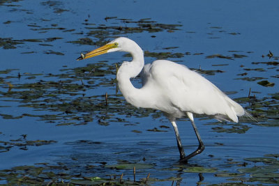 Great Egret (2 photos)