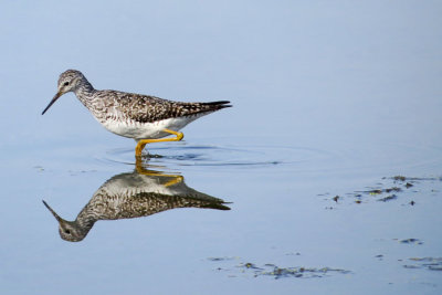 Lesser Yellowlegs