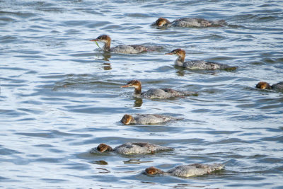 Common Mergansers  (2 photos)