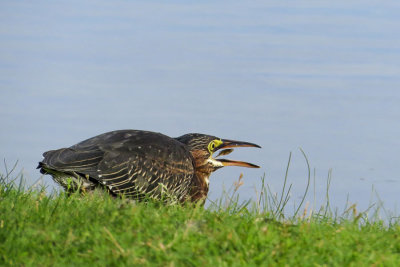 Green Heron