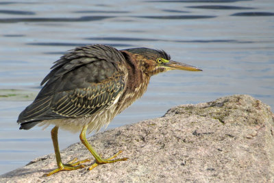 Green Heron (3 photos)