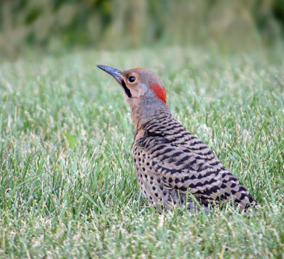 Northern Flicker