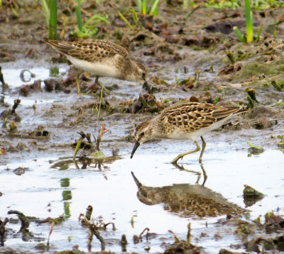 Least Sandpipers