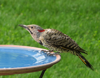 Northern Flicker