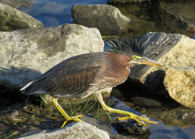 Green Heron