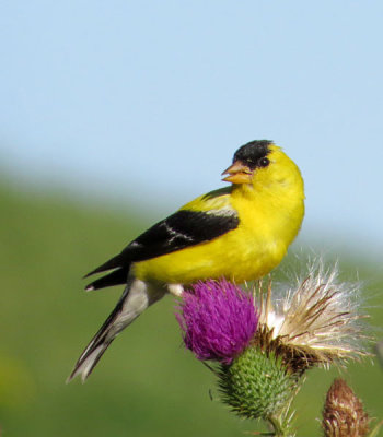 American Goldfinch   (2 photos)