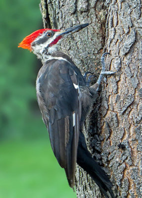 Piliated Woodpecker   (2 photos)