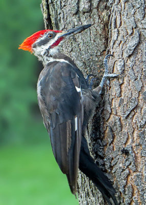 Piliated Woodpecker (2 photos)