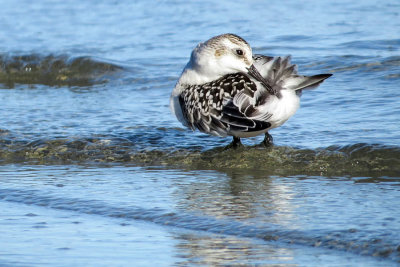 Sanderling