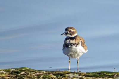 Killdeer - juvenile