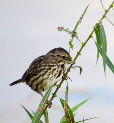 Song Sparrow