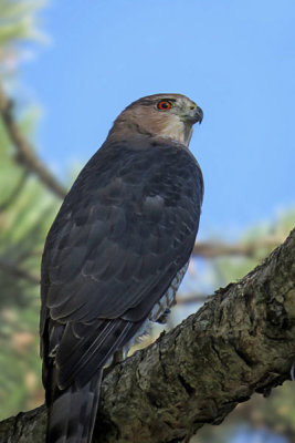 Cooper's Hawk