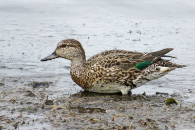 Green-winged Teal