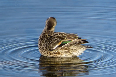 Green-winged Teal  (2 photos)