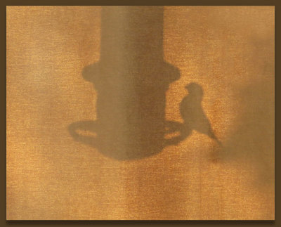 Goldfinch Shadow