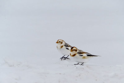 Snow Buntings