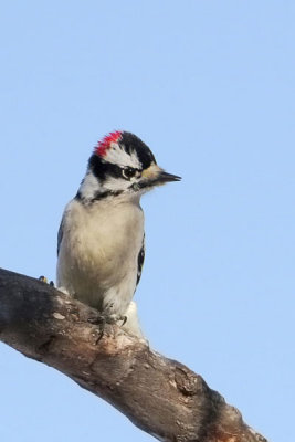 Downy Woodpecker  (2 photos)