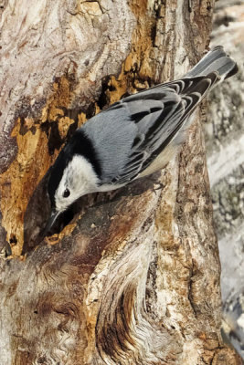 White-breasted Nuthatch