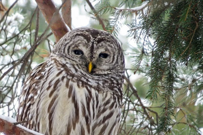 Barred Owl  (2 photos)