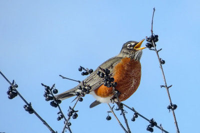 American Robin