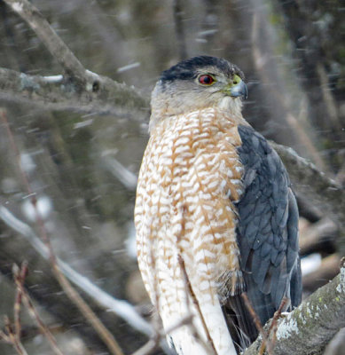 Cooper's Hawk   (2 photos)