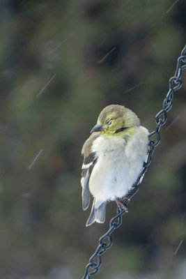 American Goldfinch