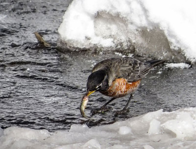 American Robin