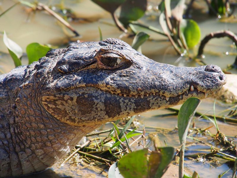 Alligator: In the 'Transpantaneira' road.