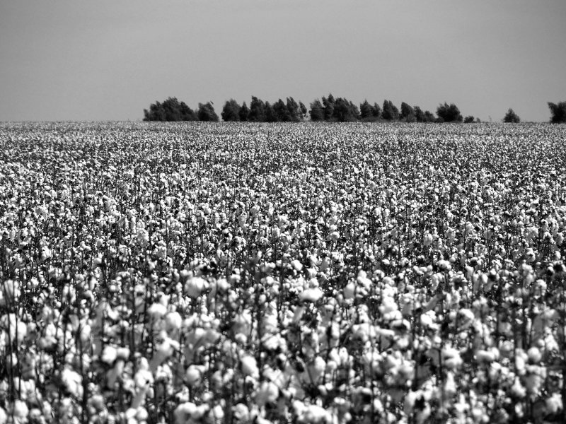 Cotton fields; in Mato Grosso and Goias states, cotton plantations are immense.