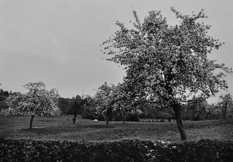 Typical apple trees in Normandie