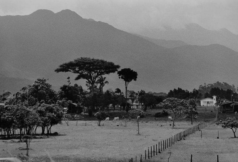 Interior of Santa Catarina state; Major Gercino village, Urubici area, typical trees (late 1990s to 2005)