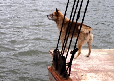 The ferry dog