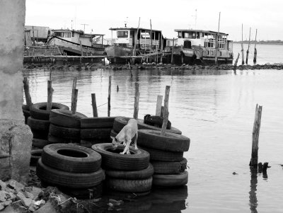 At São José do Norte harbor. There are many, many street dogs in this town. 