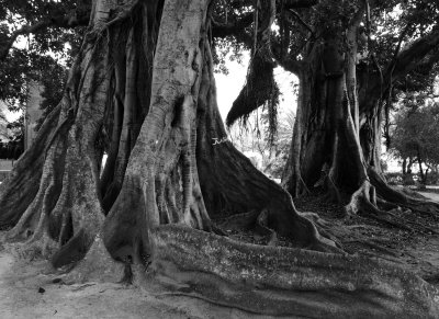 Old fig tree, Rio Grande.