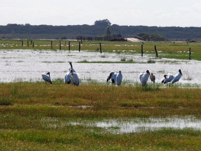 Lagoa do Peixe park