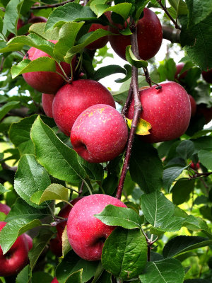 Apple grown in the farm.