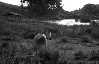 São José dos Ausentes: the farm of the 'pousada'. 