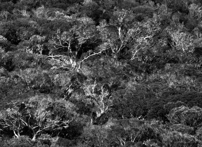 Trees at Fortaleza canyon.