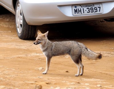 A fox visited us at the Fortaleza canyon.