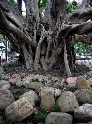The old fig tree, an attraction-curiosity of Florianópolis (Canon 6D and CZ Distagon 25/2.8).