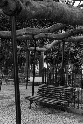 The old fig tree, an attraction-curiosity of Florianópolis (Canon 6D and CZ Distagon 25/2.8).