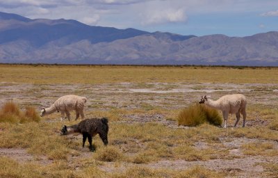 Vicuñas; near Salinas Grandes.