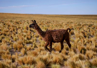 Vicuña. Chile side.