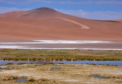 Salar at Chile side; flamingos area.
