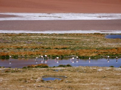 Salar at Chile side; flamingos area.