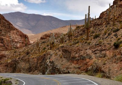 Cactus; on the road, Chile side.
