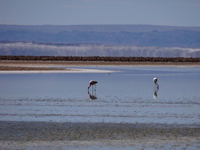 Flamingos at the Park Laguna Chaxa.
