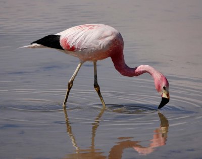 Flamingo at the Park Laguna Chaxa.