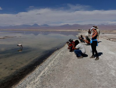 Flamingos at the Park Laguna Chaxa; tourists' joy.