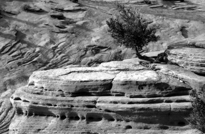 at the  Zion Park.